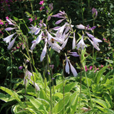 Crin de Toamna (Hosta) Aureomarginata, cu frunzis verde si margini galbene