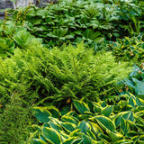 Crin de Toamna (Hosta) First Frost, cu frunzis albastru-verzui si margini galbene