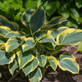 Crin de Toamna (Hosta) First Frost, cu frunzis albastru-verzui si margini galbene