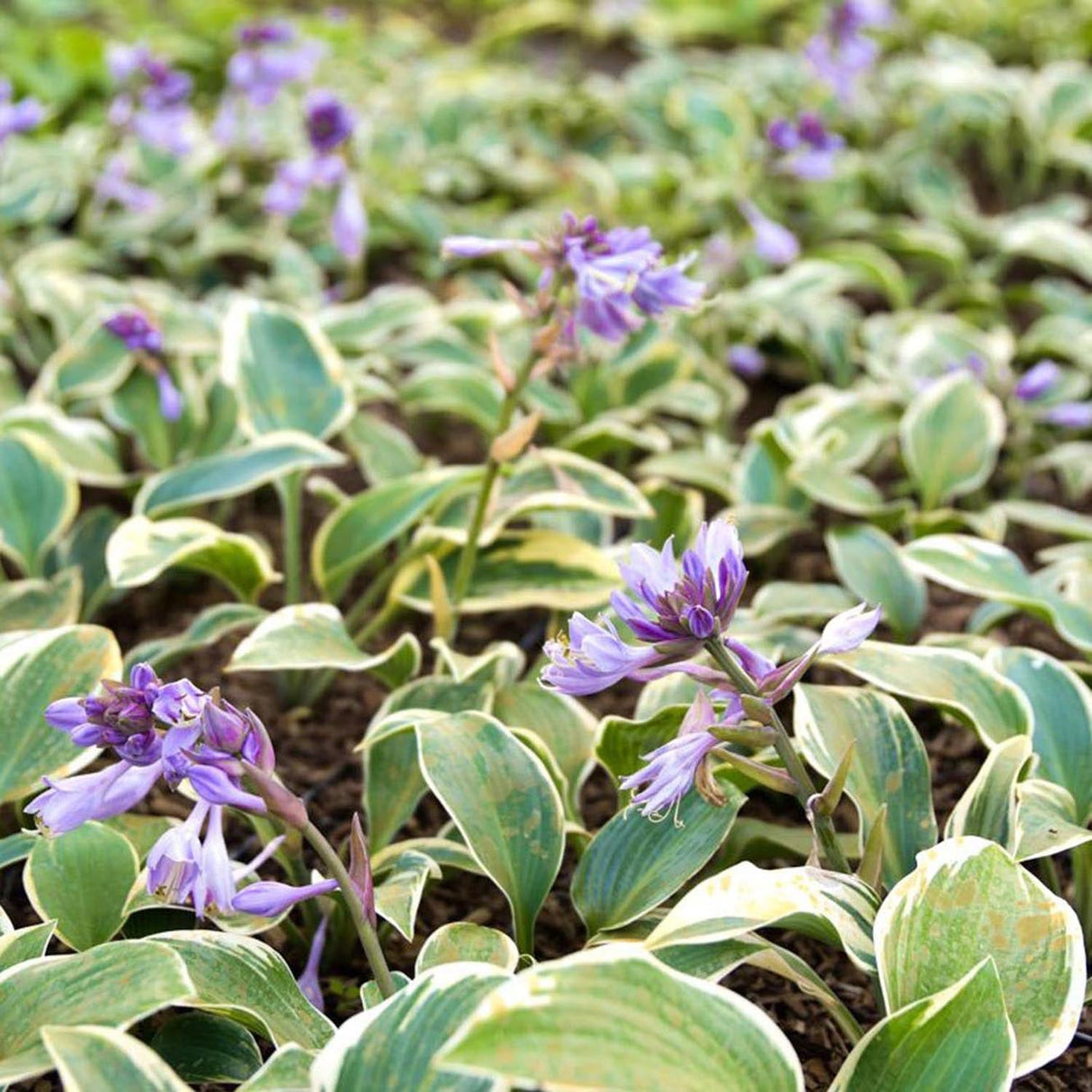 Crin de Toamna (Hosta) First Frost, cu frunzis albastru-verzui si margini galbene