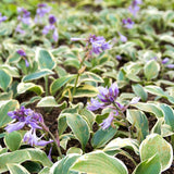 Crin de Toamna (Hosta) First Frost, cu frunzis albastru-verzui si margini galbene
