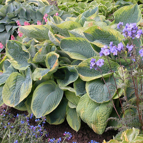 Crin de Toamna (Hosta) Frances Williams, cu frunzis albastru-verzui si margini galben-crem