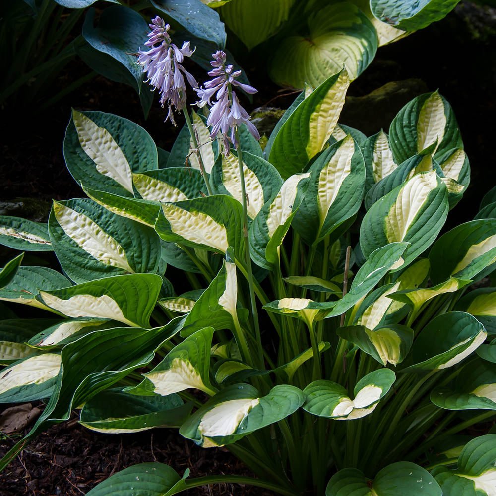 Crin de Toamna (Hosta) Gipsy Rose, frunzis verde cu centru galben si margini verzi