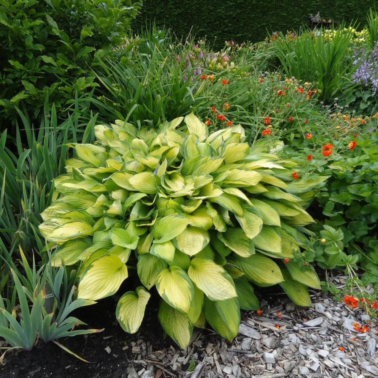 Crin de Toamna (Hosta) Gold Standard, cu frunzis galben-auriu si margini verzi