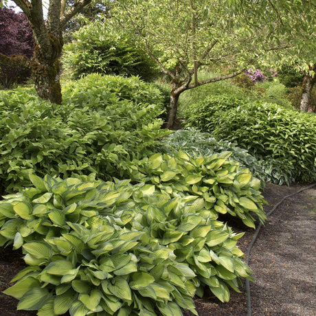 Crin de Toamna (Hosta) Gold Standard, cu frunzis galben-auriu si margini verzi