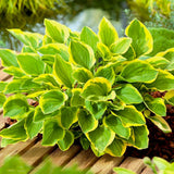 Crin de toamna (Hosta) Golden Tiara, cu frunze verzi si margini galbene - VERDENA - ghiveci de 1.3 l