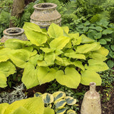 Crin de Toamna (Hosta Hybrid) Gold Standard, cu frunzis auriu