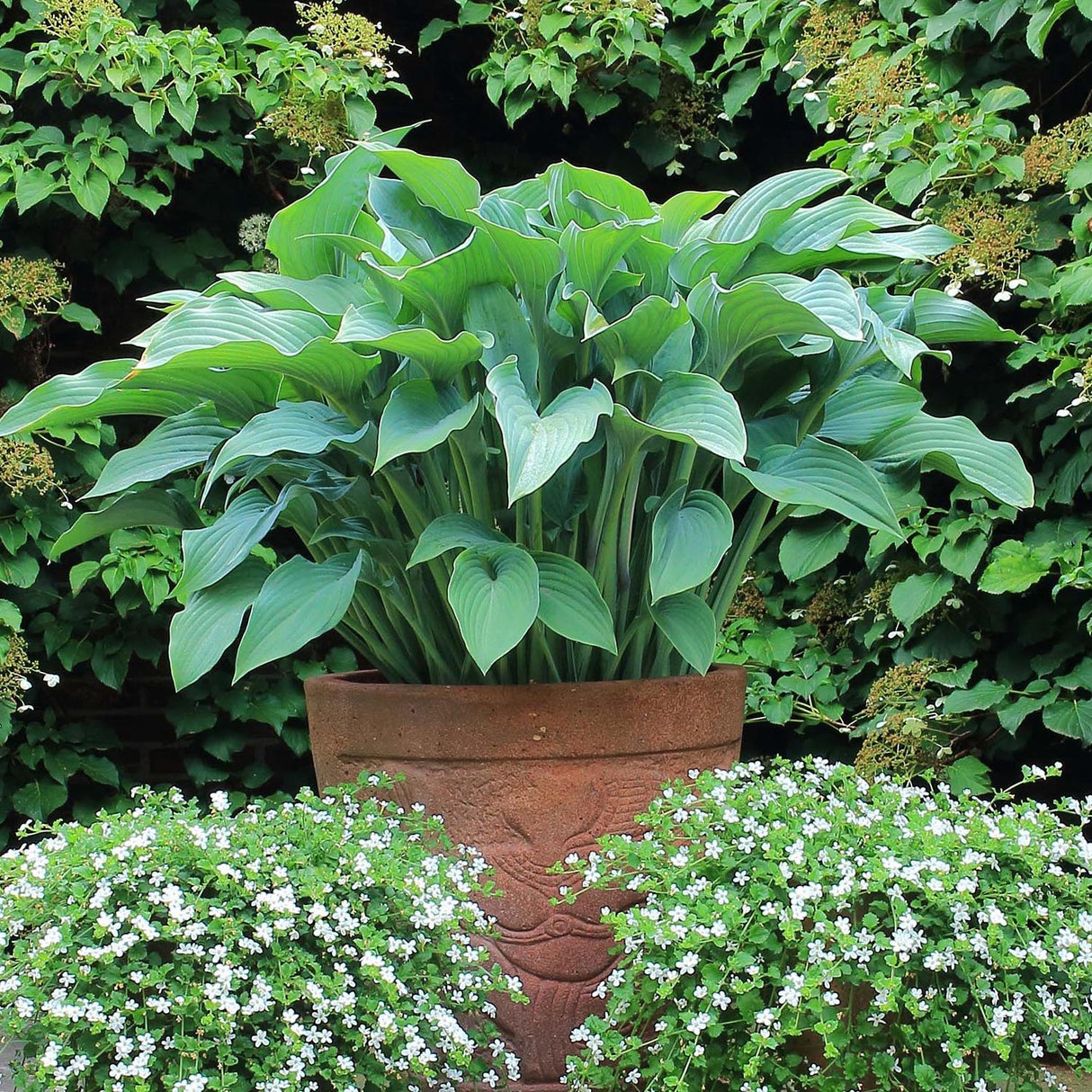 Crin de Toamna (Hosta) Krossa Regal, cu frunzis albastrui regal