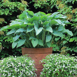 Crin de Toamna (Hosta) Krossa Regal, cu frunzis albastrui regal