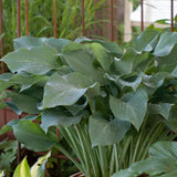 Crin de Toamna (Hosta) Krossa Regal, cu frunzis albastrui regal