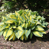 Crin de Toamna (Hosta) Orange Marmelade, cu frunzis galben si margini verzi