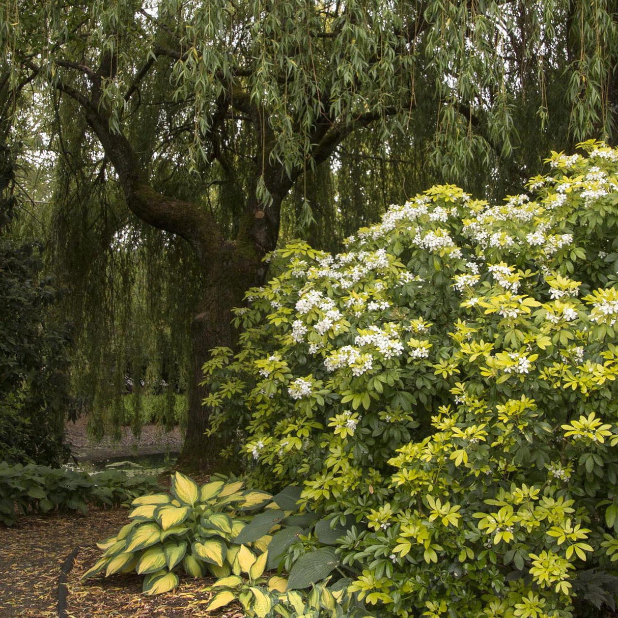 Crin de Toamna (Hosta) Orange Marmelade, cu frunzis galben si margini verzi