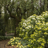 Crin de Toamna (Hosta) Orange Marmelade, cu frunzis galben si margini verzi