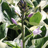 Crin de Toamna (Hosta) Patriot, cu frunzis verde si margini albe