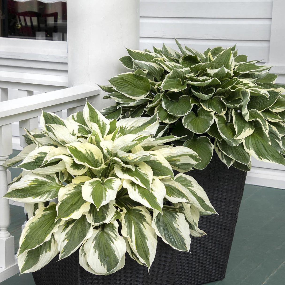 Crin de Toamna (Hosta) Patriot, cu frunzis verde si margini albe