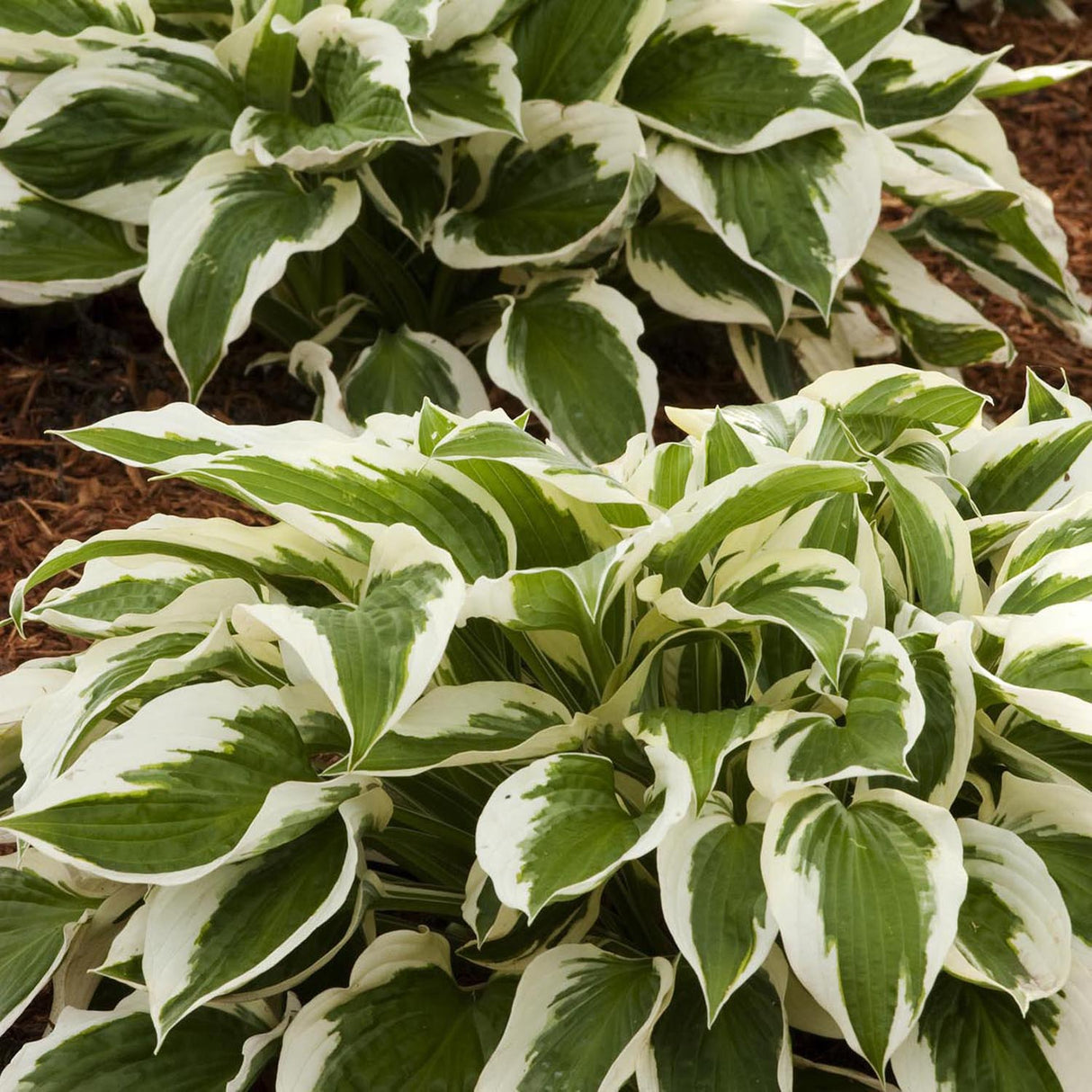 Crin de Toamna (Hosta) Patriot, cu frunzis verde si margini albe