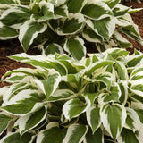 Crin de Toamna (Hosta) Patriot, cu frunzis verde si margini albe