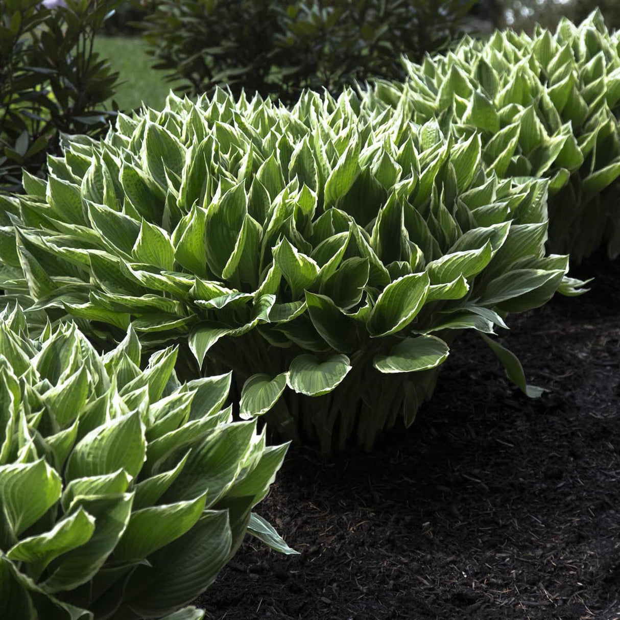 Crin de Toamna (Hosta) Patriot, cu frunzis verde si margini albe