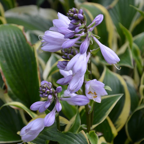 Crin de Toamna (Hosta) Queen Josephine, cu frunzis verde si margini aurii