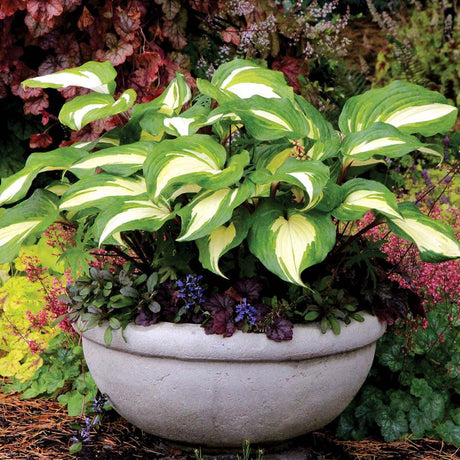 Crin de Toamna (Hosta) Raspberry Sundae, cu frunzis galben si margini verzi