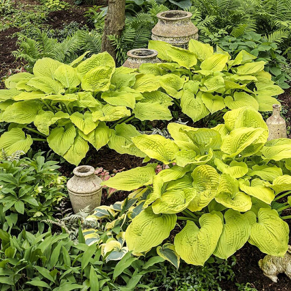 Crin de Toamna (Hosta) Shadowland Coast To Coast, cu frunzis galben-auriu