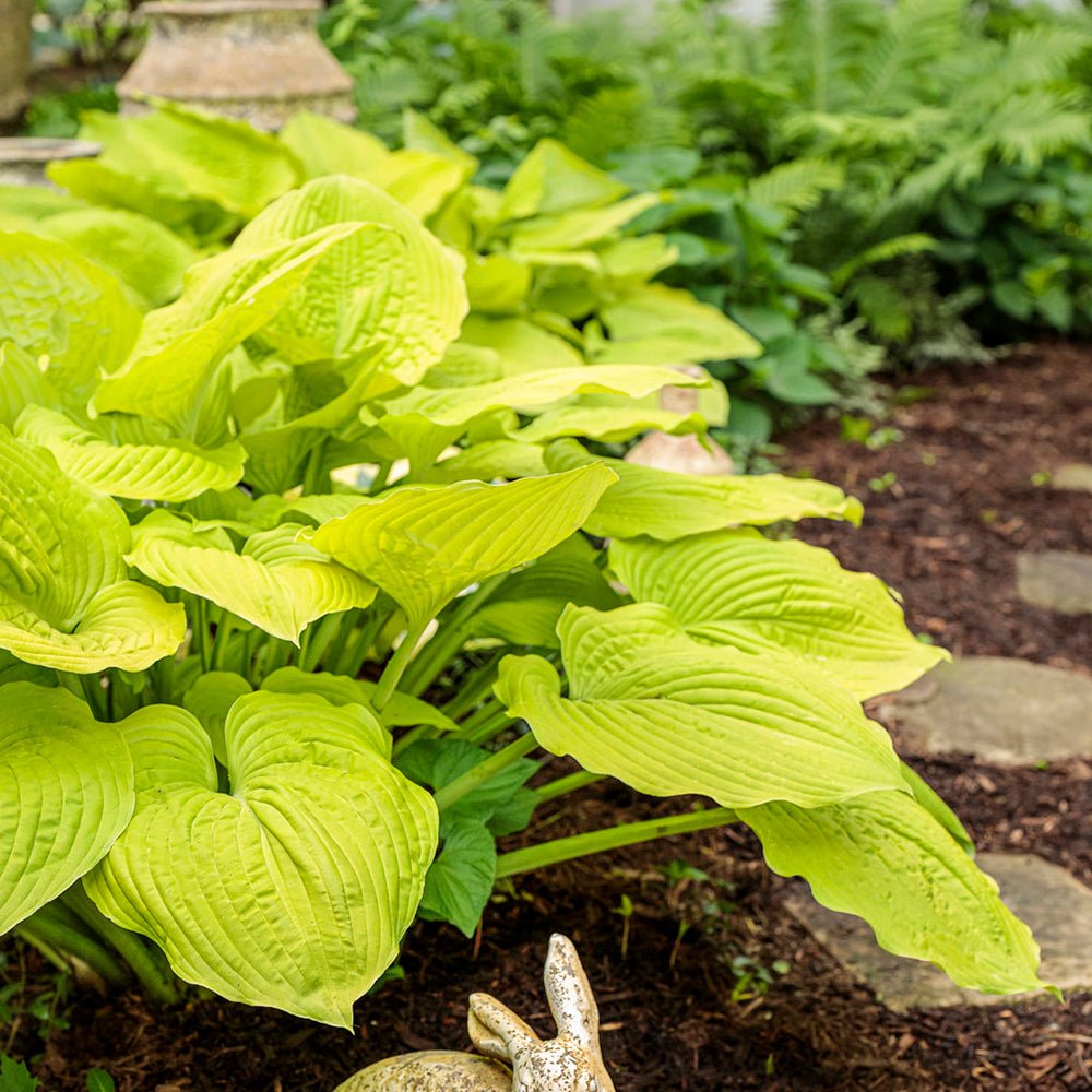 Crin de Toamna (Hosta) Shadowland Coast To Coast, cu frunzis galben-auriu