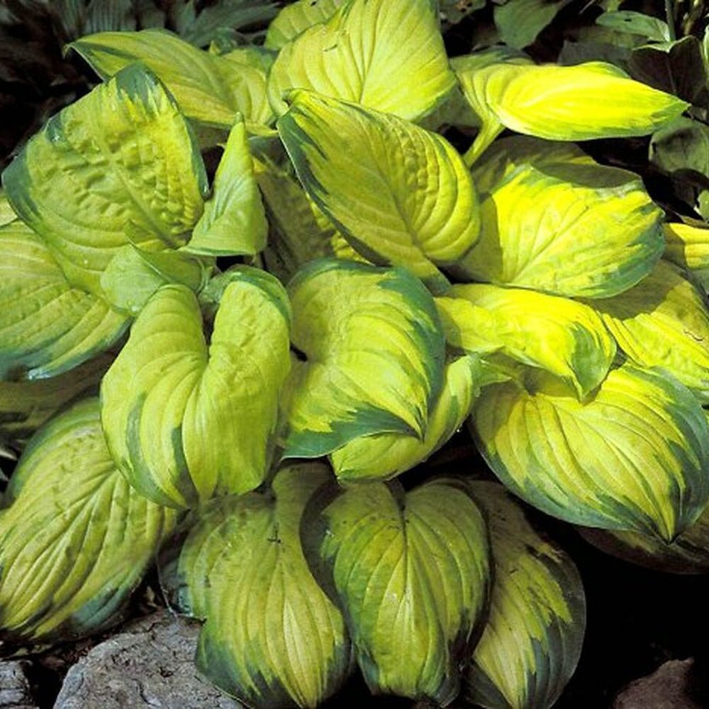 Crin de Toamna (Hosta) Stained Glass, cu frunzis auriu si margini verzi