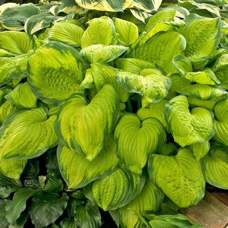 Crin de Toamna (Hosta) Stained Glass, cu frunzis auriu si margini verzi