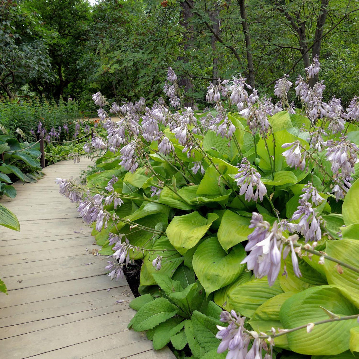 Crin de Toamna (Hosta) Sum And Substance