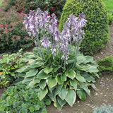 Crin de Toamna (Hosta) Wide Brim, cu frunzis verde si margini cremoase