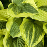 Crin de Toamna (Hosta) Wide Brim, cu frunzis verde si margini cremoase