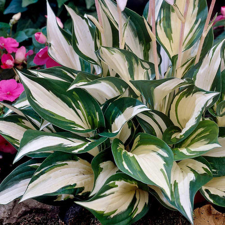 Crin de Toamna (Hosta) Fire And Ice, frunzis cu centru alb si margini verzi
