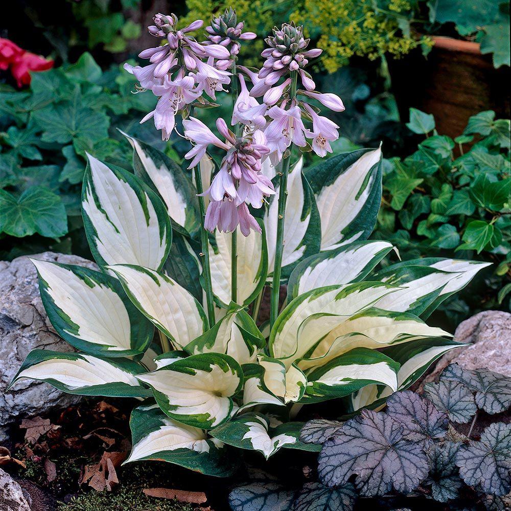 Crin de Toamna (Hosta) Fire And Ice, frunzis cu centru alb si margini verzi