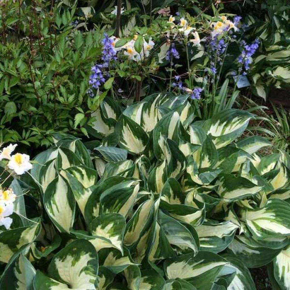 Crin de Toamna (Hosta) Fire And Ice, frunzis cu centru alb si margini verzi