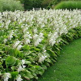 Crin de Toamna (Hosta) Royal Standard