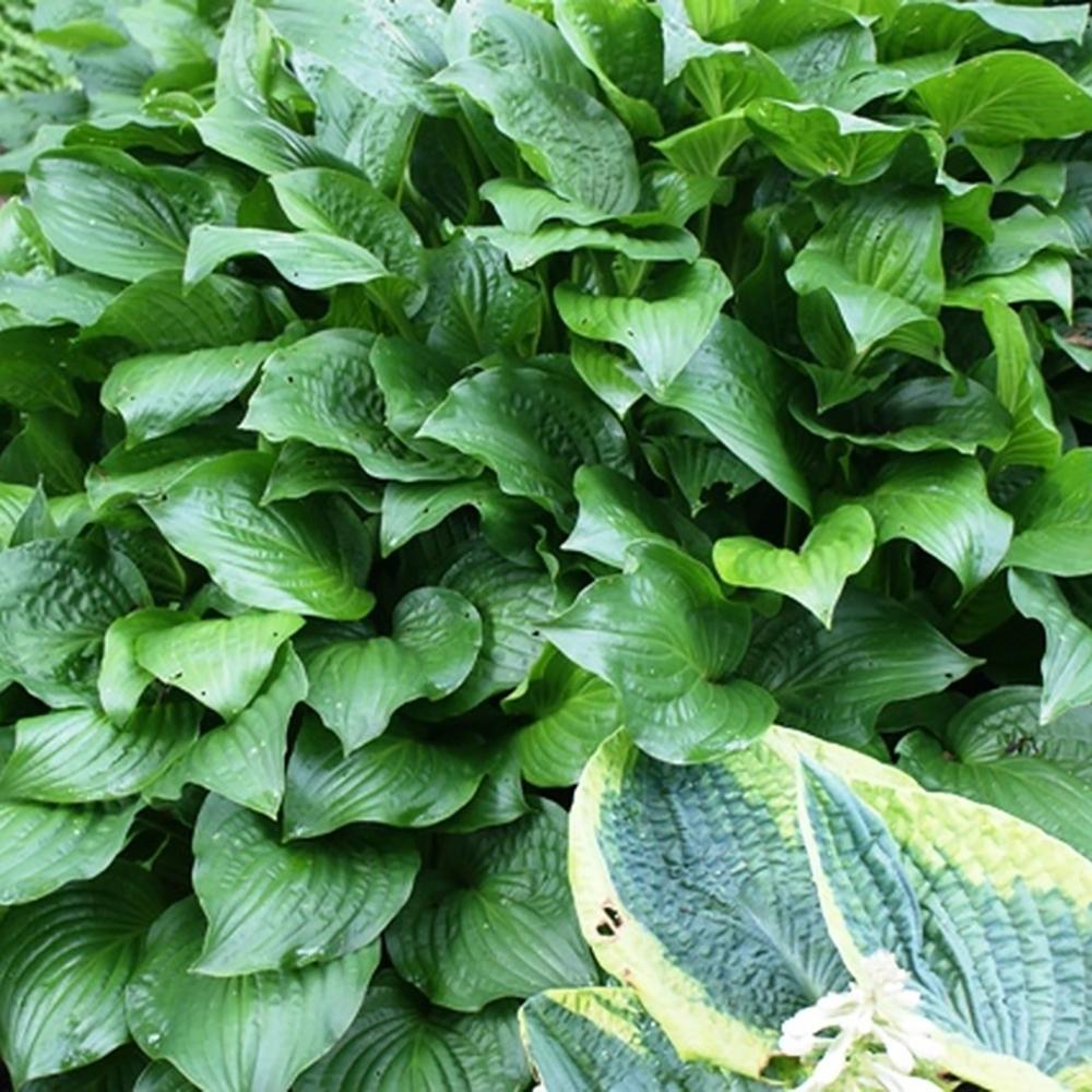 Crin de Toamna (Hosta) Royal Standard