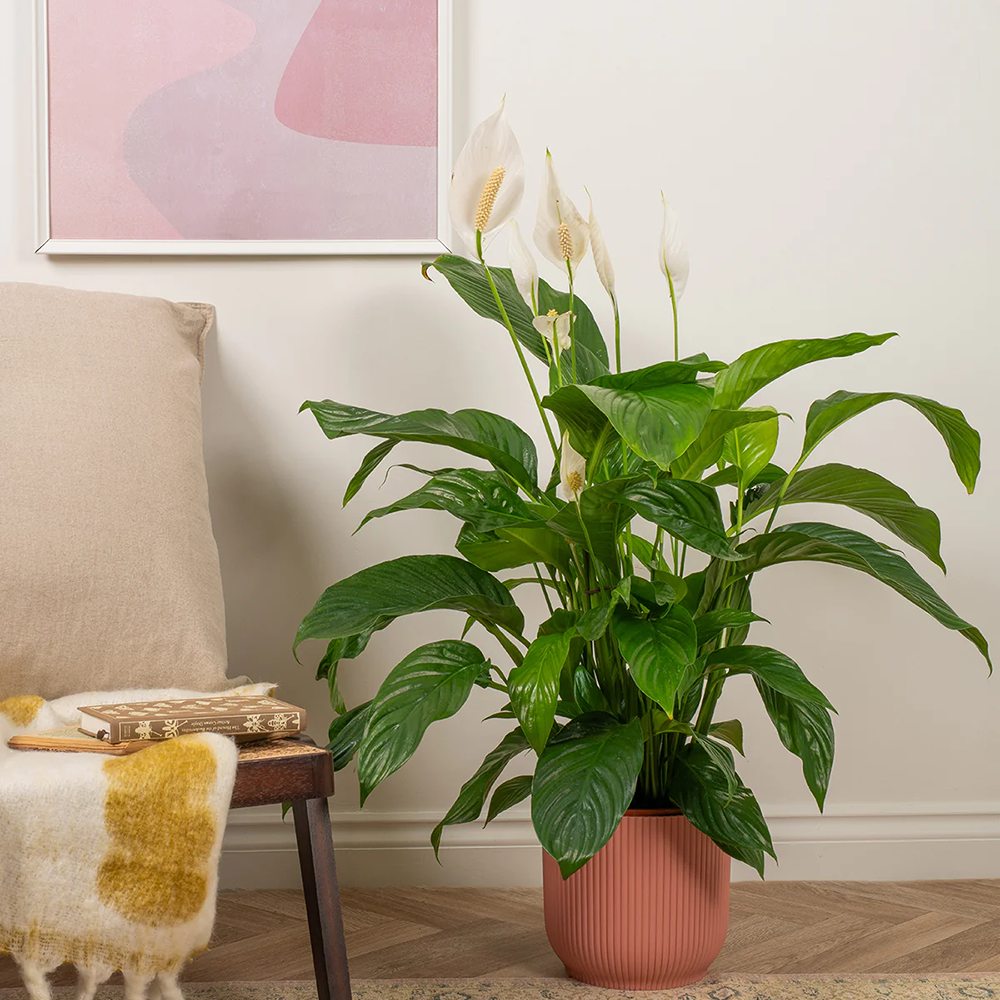 Crinul Pacii Spathiphyllum Pearl Cupido - 35-40 cm