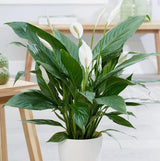 Crinul Pacii Spathiphyllum Pearl Cupido - 55 cm