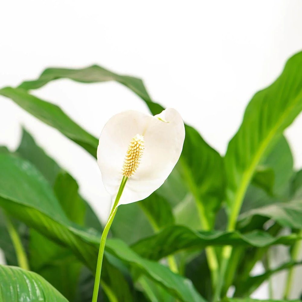 Crinul Pacii Spathiphyllum Pearl Cupido - 80 Cm