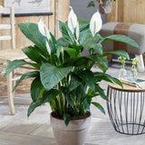 Кринът на мира Spathiphyllum 'Sweet Lauretta', 100 см – елегантни бели цветове и лъскави зелени листа
