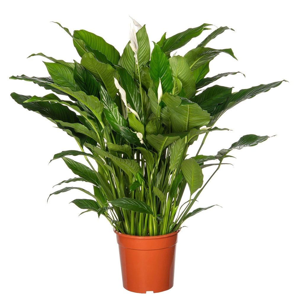 Кринът на мира Spathiphyllum 'Sweet Lauretta', 100 см – елегантни бели цветове и лъскави зелени листа