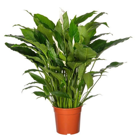 Кринът на мира Spathiphyllum 'Sweet Lauretta', 100 см – елегантни бели цветове и лъскави зелени листа