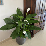 Кринът на мира Spathiphyllum 'Sweet Lauretta', 100 см – елегантни бели цветове и лъскави зелени листа