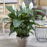 Кринът на мира Spathiphyllum 'Sweet Lauretta', 100 см – елегантни бели цветове и лъскави зелени листа