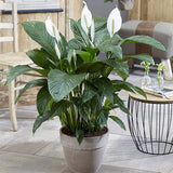 Crinul Pacii Spathiphyllum Sweet Sebastiano - 130-140 cm