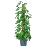 Стайно растение Monstera adansonii 'Holy Moly' – рядък вид с перфорирани листа, на опора, 160 см
