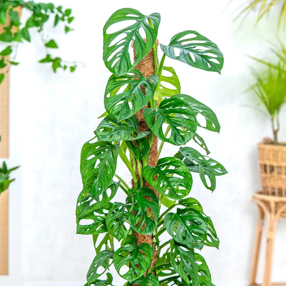 Стайно растение Monstera adansonii 'Holy Moly' – рядък вид с перфорирани листа, на опора, 160 см