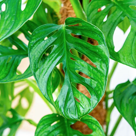 Стайно растение Monstera adansonii 'Holy Moly' – рядък вид с перфорирани листа, на опора, 160 см