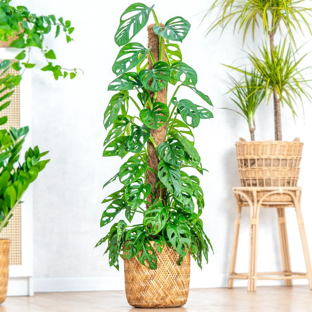 Стайно растение Monstera adansonii 'Holy Moly' – рядък вид с перфорирани листа, на опора, 160 см