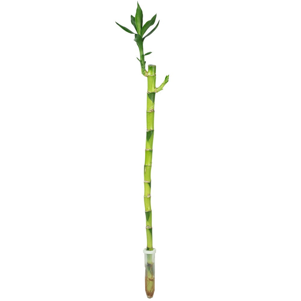 Бамбук на щастието (Dracaena Sanderiana) с прави стъбла – декоративна стайна растения Feng Shui, 50 см